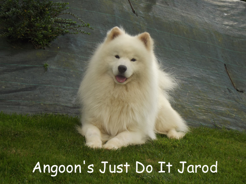 Angoon's Just do it jarod